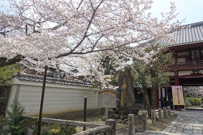 京都桜速報2019_19　No22