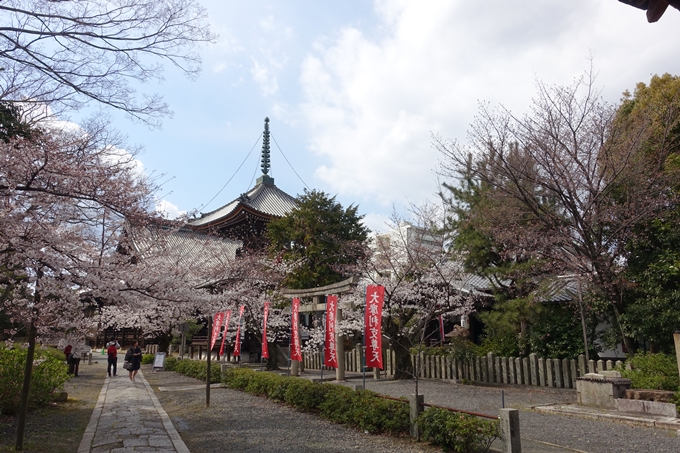 京都桜速報2019_19　No23