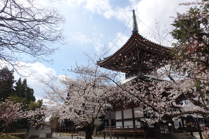 京都桜速報2019_19　No24