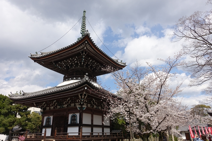 京都桜速報2019_19　No25