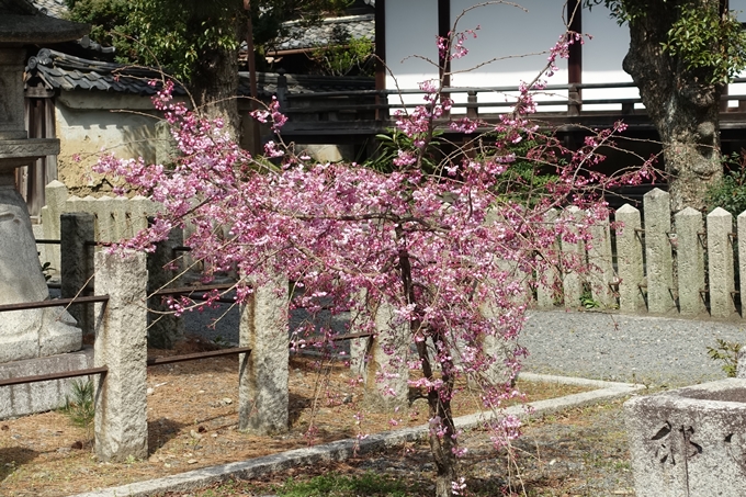 京都桜速報2019_19　No26