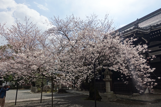 京都桜速報2019_19　No27