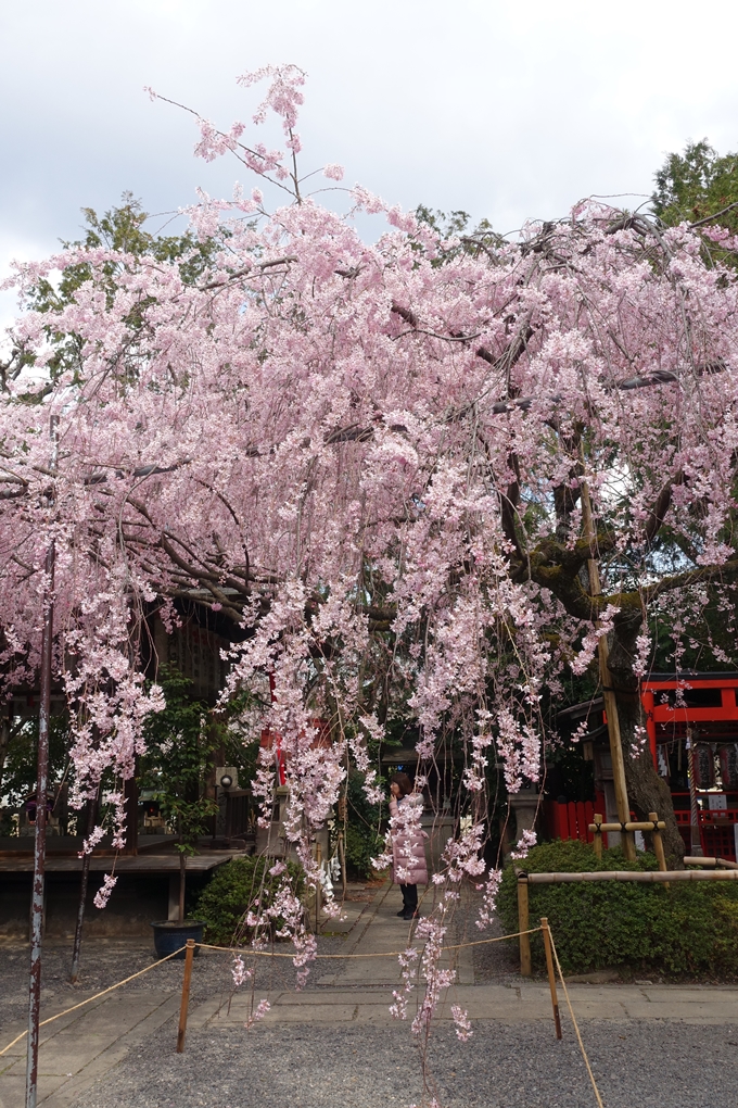 京都桜速報2019_19　No30