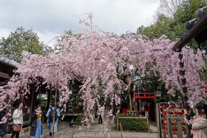 京都桜速報2019_19　No31