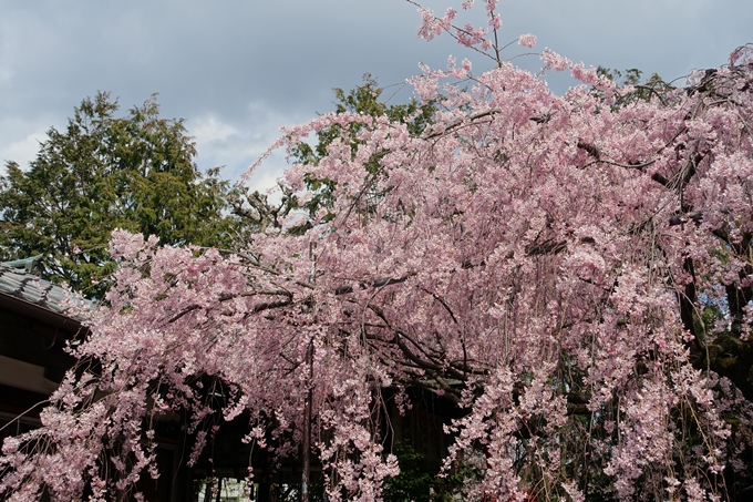 京都桜速報2019_19　No32