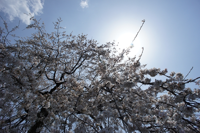 京都桜速報2019_28　No10