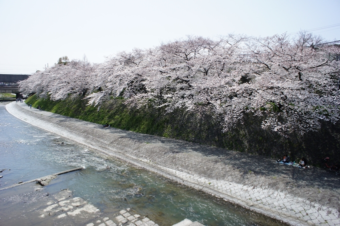 京都桜速報2019_28　No11