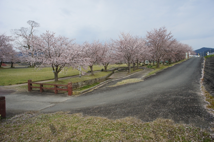 京都桜速報2019_42　No2