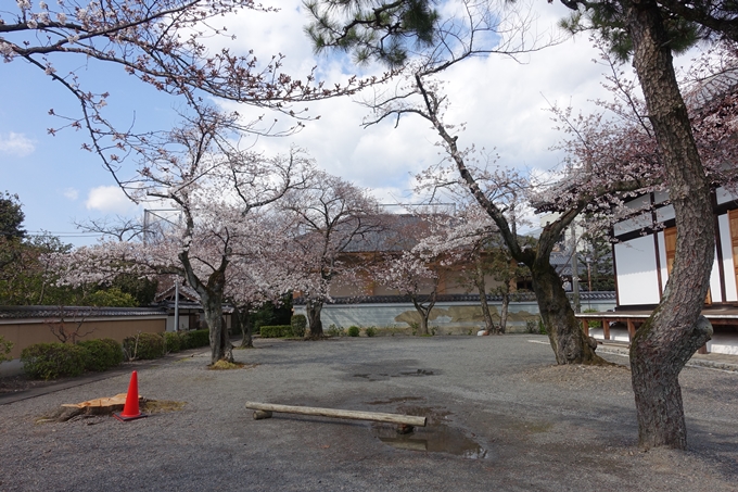 京都桜速報2019_20　No5