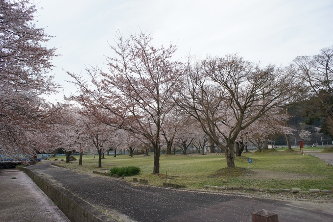 京都桜速報2019_42　No3