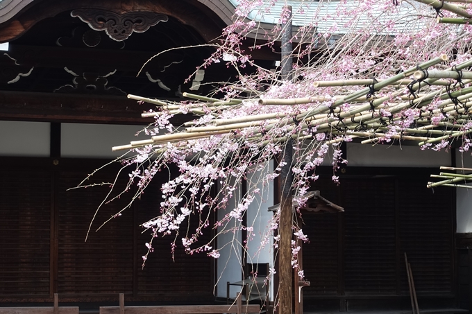 京都桜速報2019_20　No7