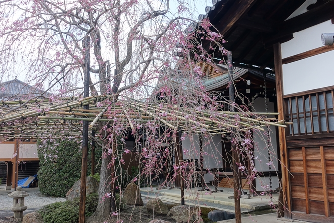 京都桜速報2019_20　No8