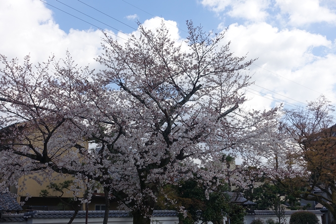 京都桜速報2019_20　No10