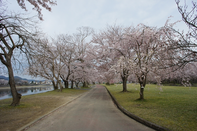 京都桜速報2019_42　No4