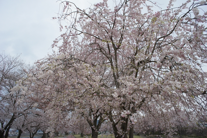 京都桜速報2019_42　No6