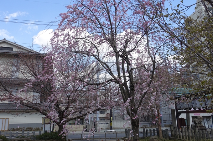 京都桜速報2019_20　No20