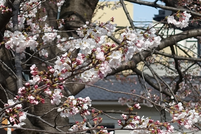 京都桜速報2019_20　No21