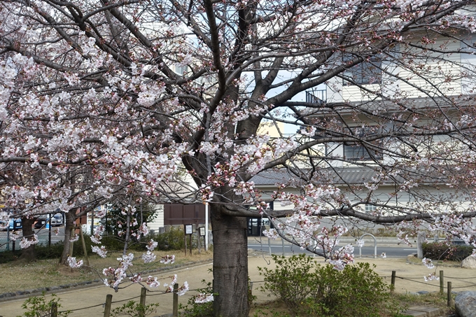 京都桜速報2019_20　No22