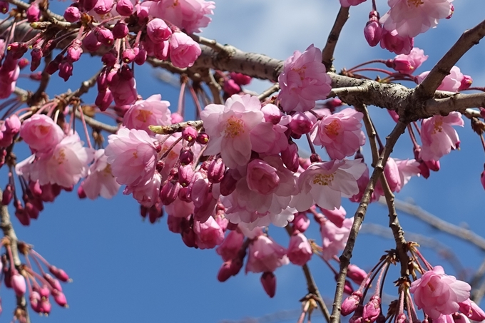 京都桜速報2019_20　No25