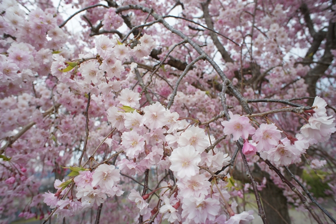 京都桜速報2019_42　No7