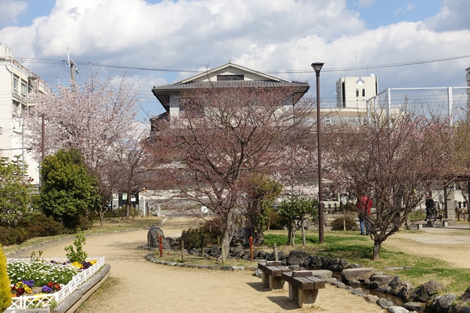 京都桜速報2019_20　No26