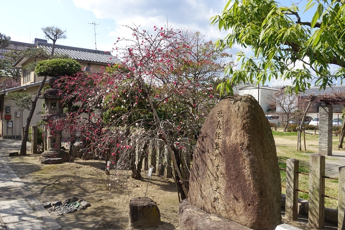 京都桜速報2019_20　No28