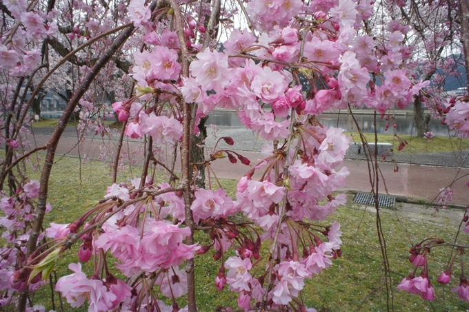 京都桜速報2019_42　No8