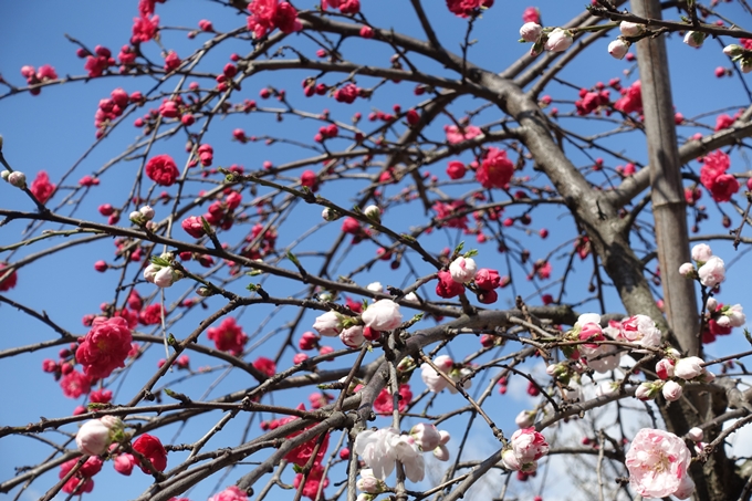 京都桜速報2019_20　No29