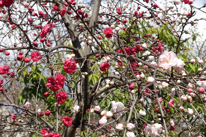 京都桜速報2019_20　No30