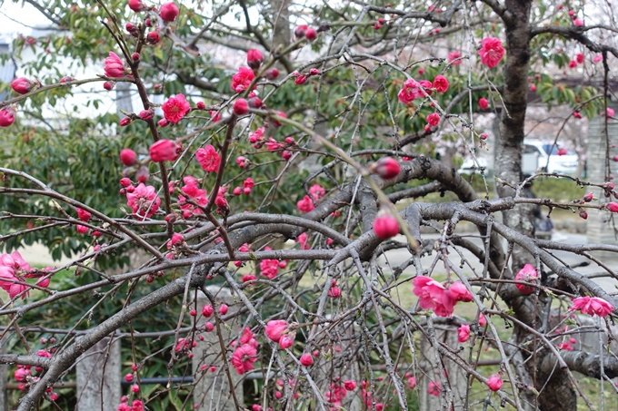 京都桜速報2019_20　No34