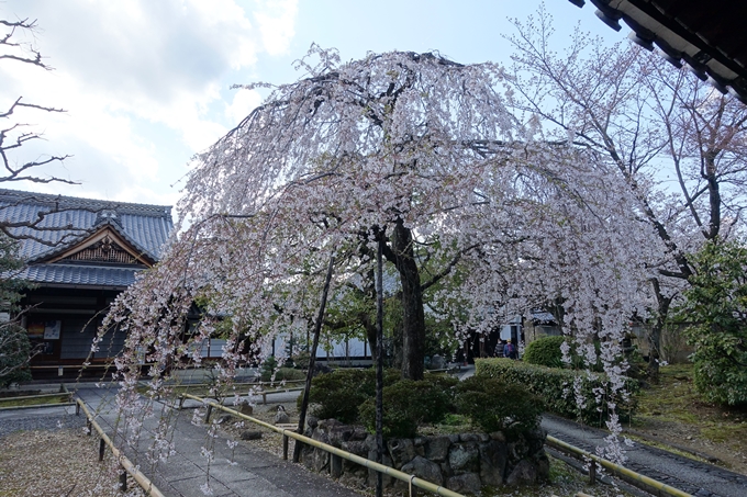 京都桜速報2019_21　No3