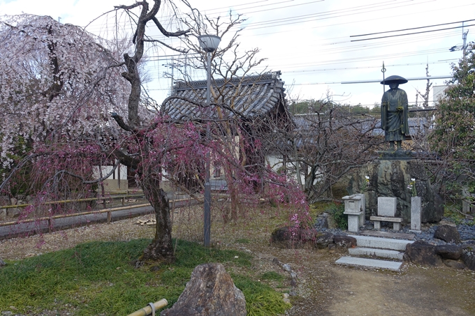 京都桜速報2019_21　No4