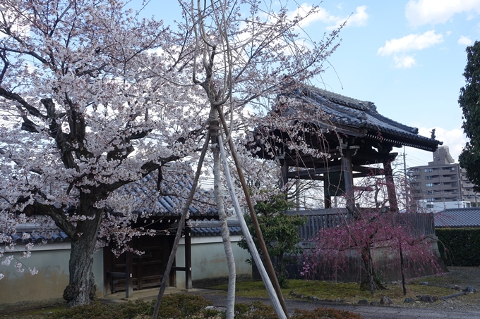 京都桜速報2019_21　No5