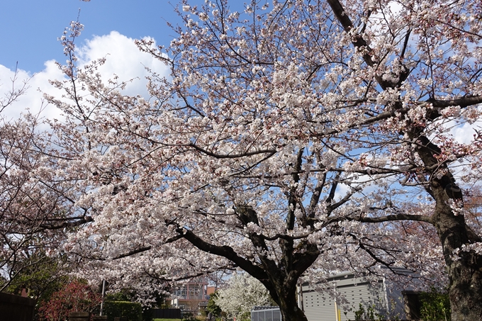 京都桜速報2019_21　No6