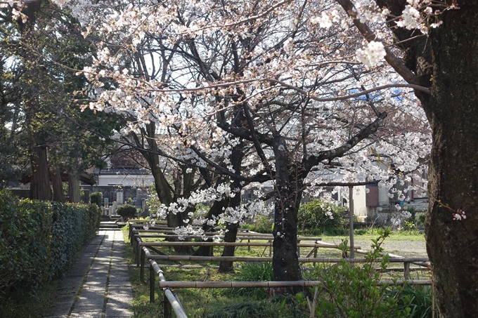 京都桜速報2019_21　No7