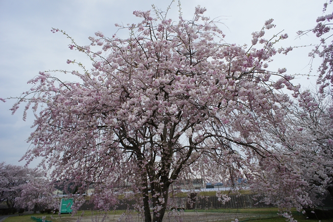 京都桜速報2019_42　No13