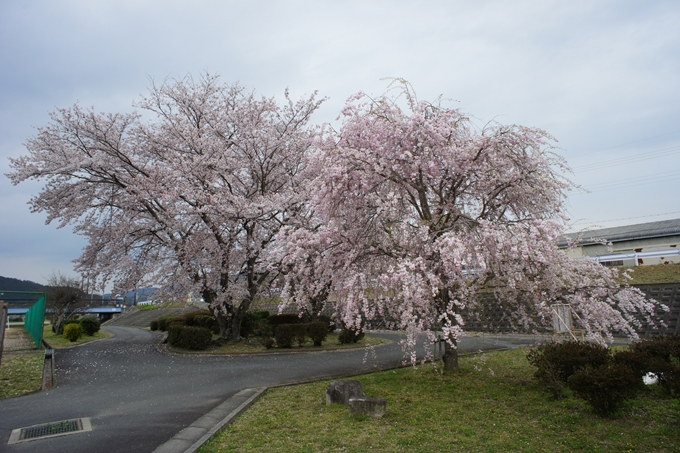 京都桜速報2019_42　No10