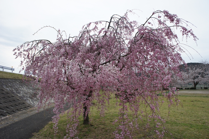 京都桜速報2019_42　No14