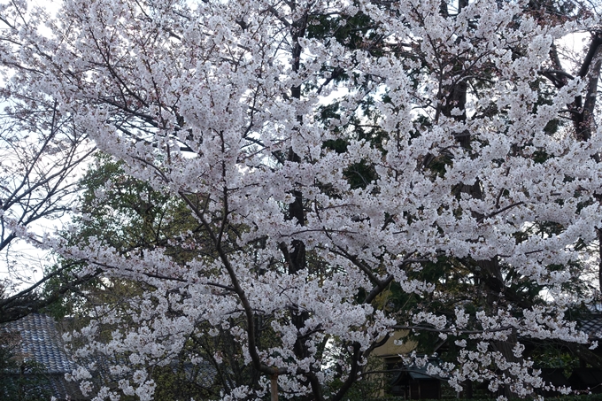 京都桜速報2019_21　No9