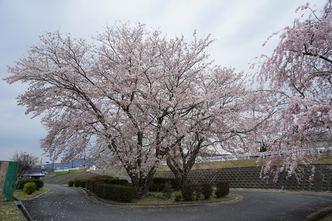 京都桜速報2019_42　No11