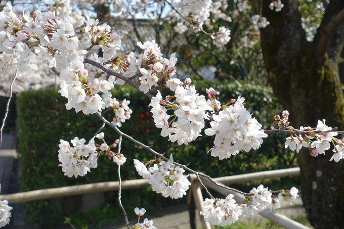 京都桜速報2019_21　No10