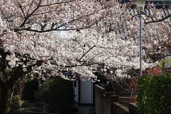 京都桜速報2019_21　No11