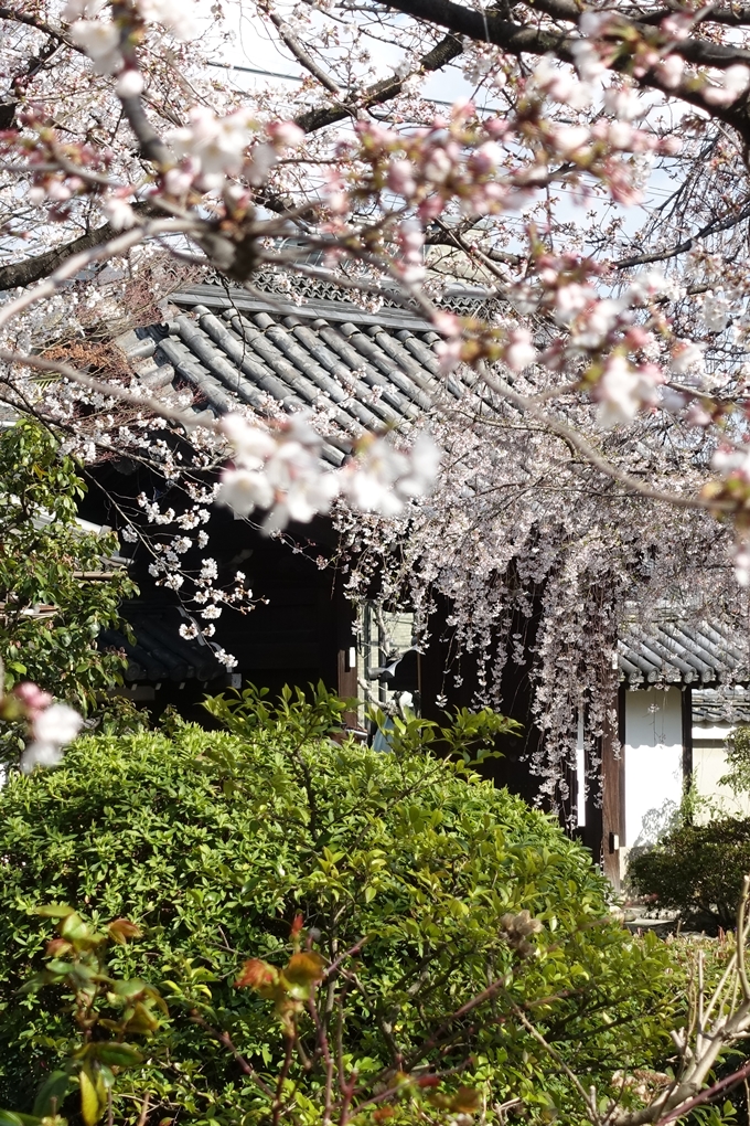 京都桜速報2019_21　No12