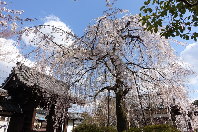 京都桜速報2019_21　No14