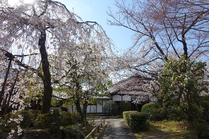 京都桜速報2019_21　No15