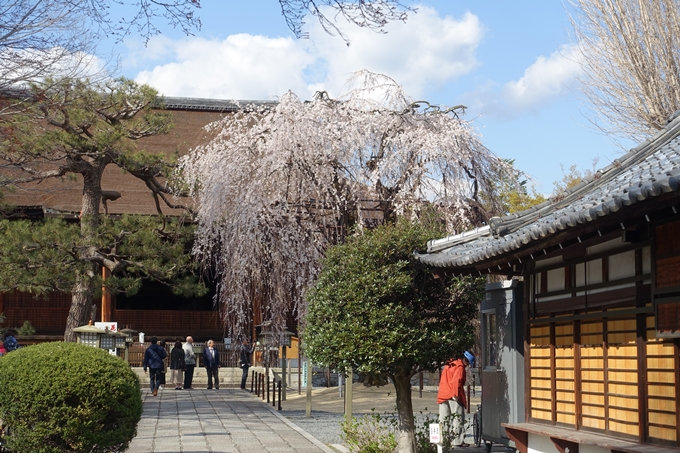 京都桜速報2019_21　No18