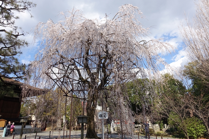 京都桜速報2019_21　No20