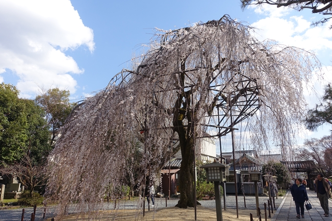 京都桜速報2019_21　No22