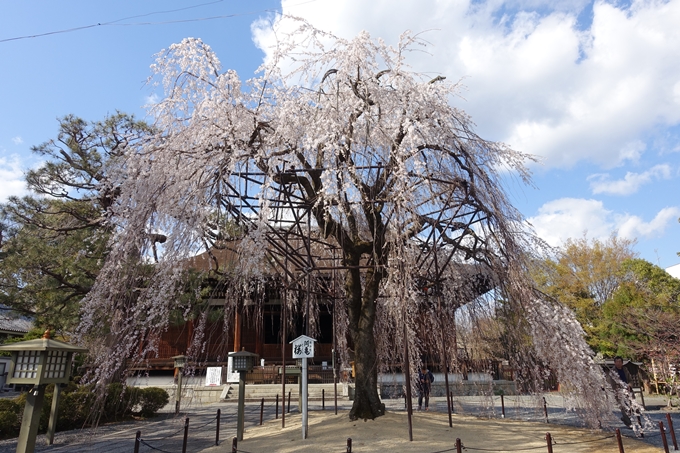 京都桜速報2019_21　No24