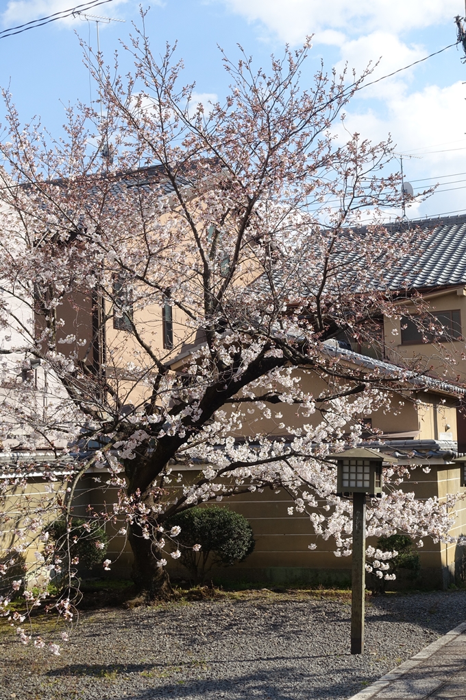 京都桜速報2019_21　No25